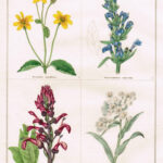 Zexmenia Tagetiflora