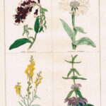 Lubinia Atropurpurea