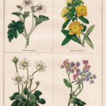 Erodium Hymenodes