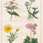 Spiraea Trifoliata