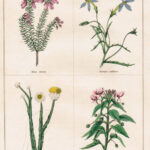 Erica Stricta