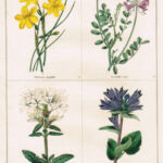 Narcissus Jonquilla