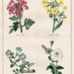 Verbena Aubletia