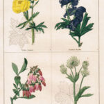 Trollius Europaeus