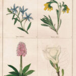 Vinca Herbacea