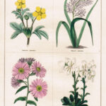 Potentilla Splendens