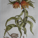 Pl. CV Corona Imperialis