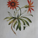 Pl. XLIX Arctotois