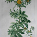 Pl. CCXLIX Buphthalmum