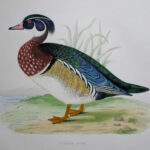 Summer Duck