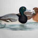 Scaup Duck