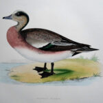 American Wigeon