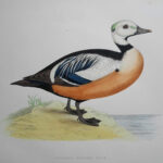 Steller's Western Duck