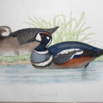 Harlequin Duck