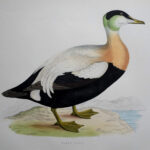 Eider Duck