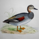 Gadwall