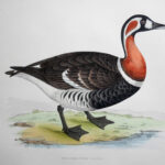 Red-Breasted Goose
