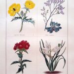Argemone Mexicana  and three others