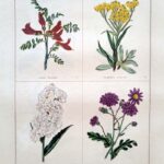 Couotea Frutesoens and three others