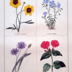 Coreopsis Tinctoria and three others