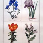 Delphinium Grandiflorum and three others