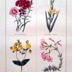  Dianthus Chinensis  and three others