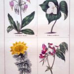 Dodecatheon Meadia and three others