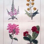 Dracocephalam Speciosum and three others