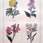 Fumaria Nobilis and three others