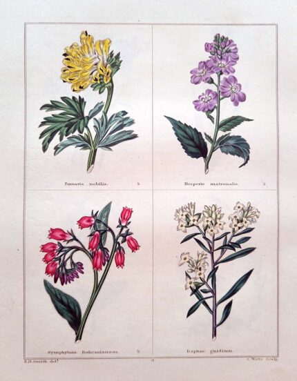 Fumaria Nobilis and three others