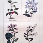 Gaultheria Procumbens and three others