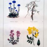  Globularia Vulgaris and three others