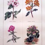Hibiscus Syriacus  and three others