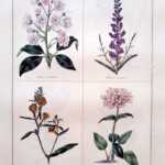 Kalmia Latifolia and three others