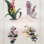 Lachenalia Tricolor and three others