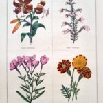 Lilium Tigrinum and three others