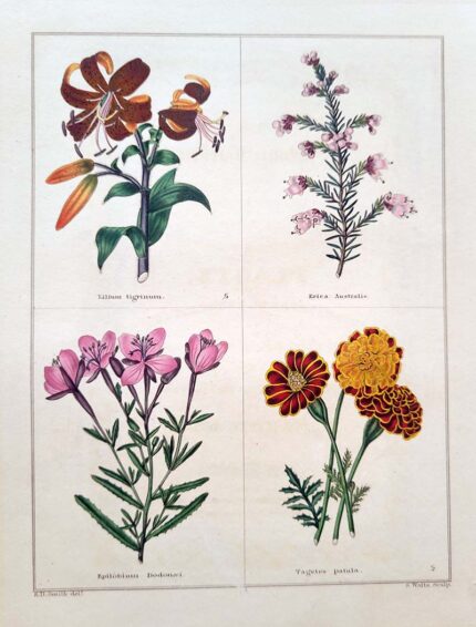 Lilium Tigrinum and three others
