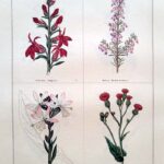 Lobelia Fulgens  and three others