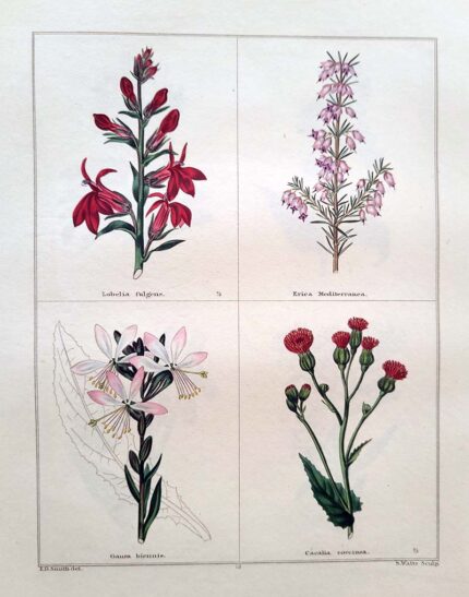 Lobelia Fulgens  and three others