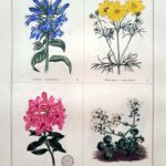 Lobelia Syphylitica  and three others