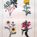Menziesia Globularis  and three others