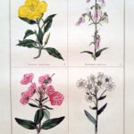 Oenothera Macrocarpa and three others