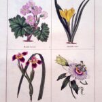 Primula Sinensis and three others