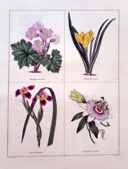 Primula Sinensis and three others