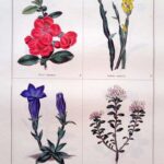 Pyrus Japonica and three others