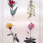 Spigelia Marilandica and three others