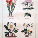 Trigidia Pavonia and three others