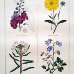 Verbascum Phoeniceum and three others