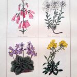 Chelone Barbata  and three others