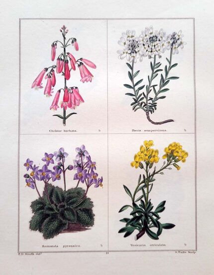  Chelone Barbata  and three others